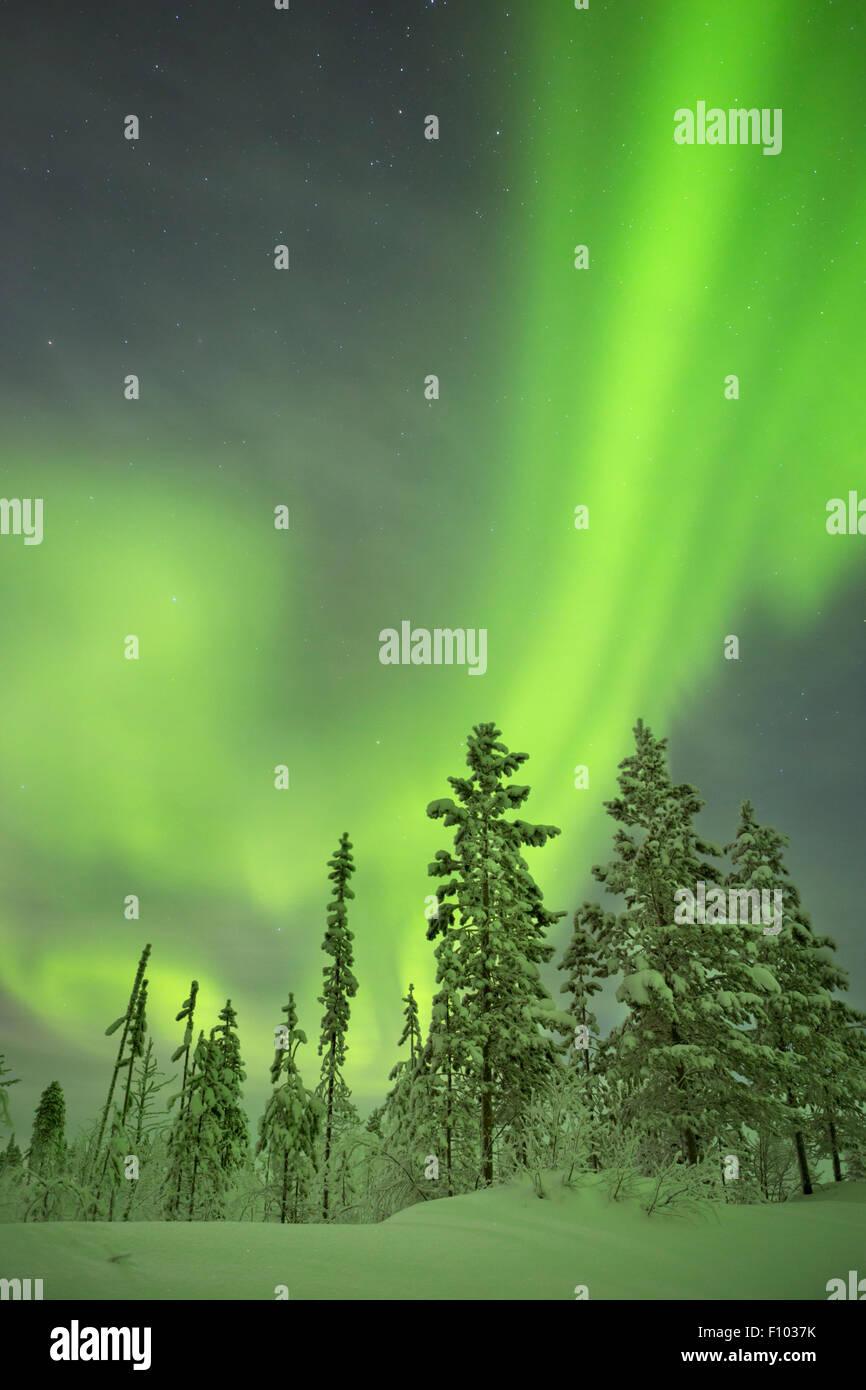 Spektakuläre Aurora Borealis (Nordlicht) über eine verschneite Winterlandschaft in Finnisch-Lappland. Stockfoto