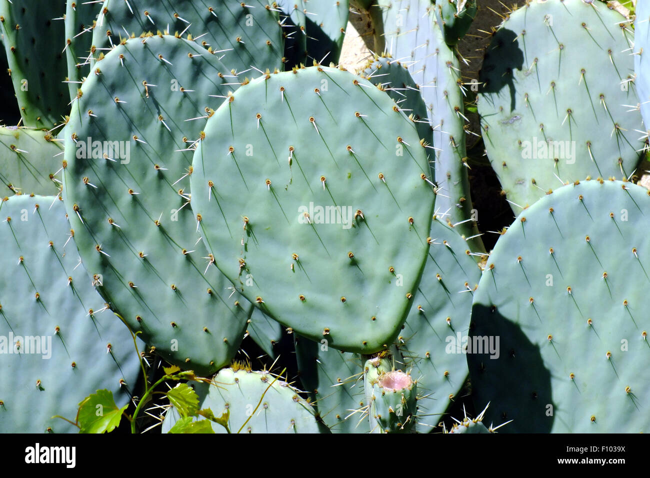 KAKTUS Stockfoto