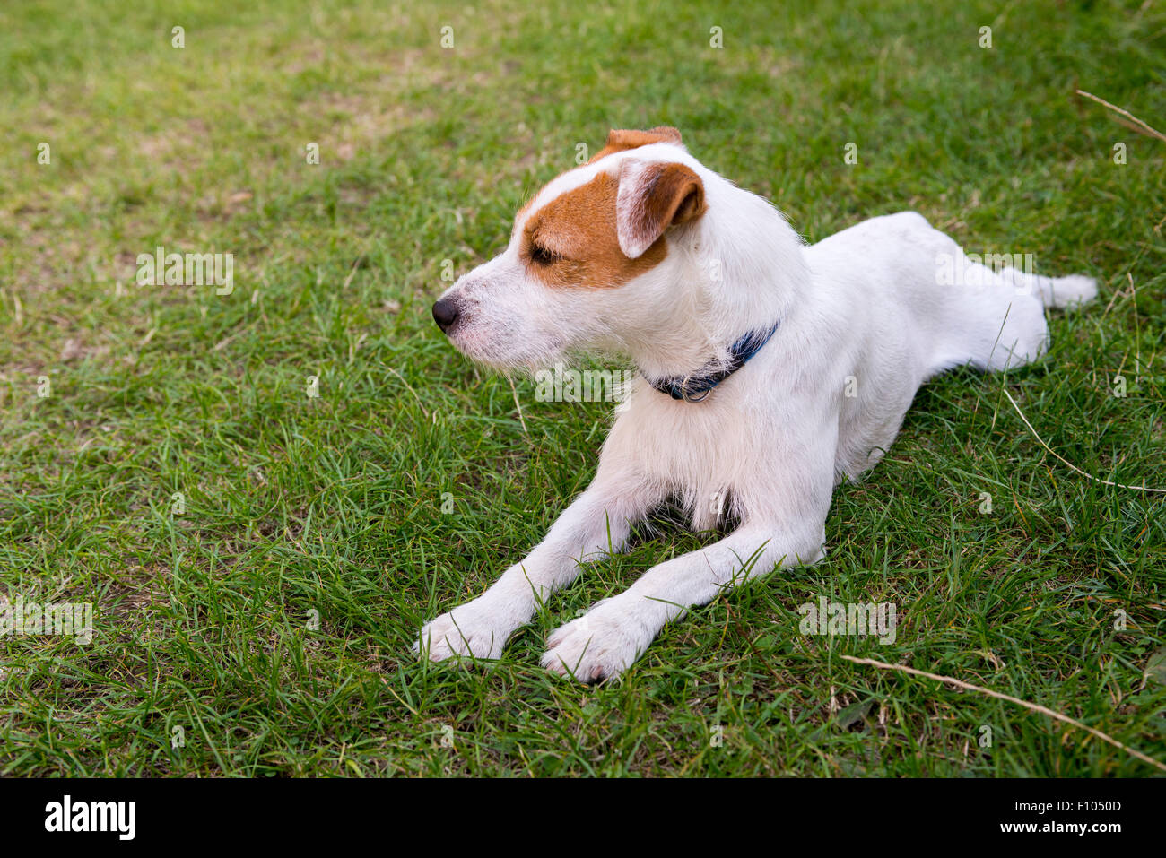 Parson Jack Russell Terrier liegend auf dem Rasen im Garten Stockfoto