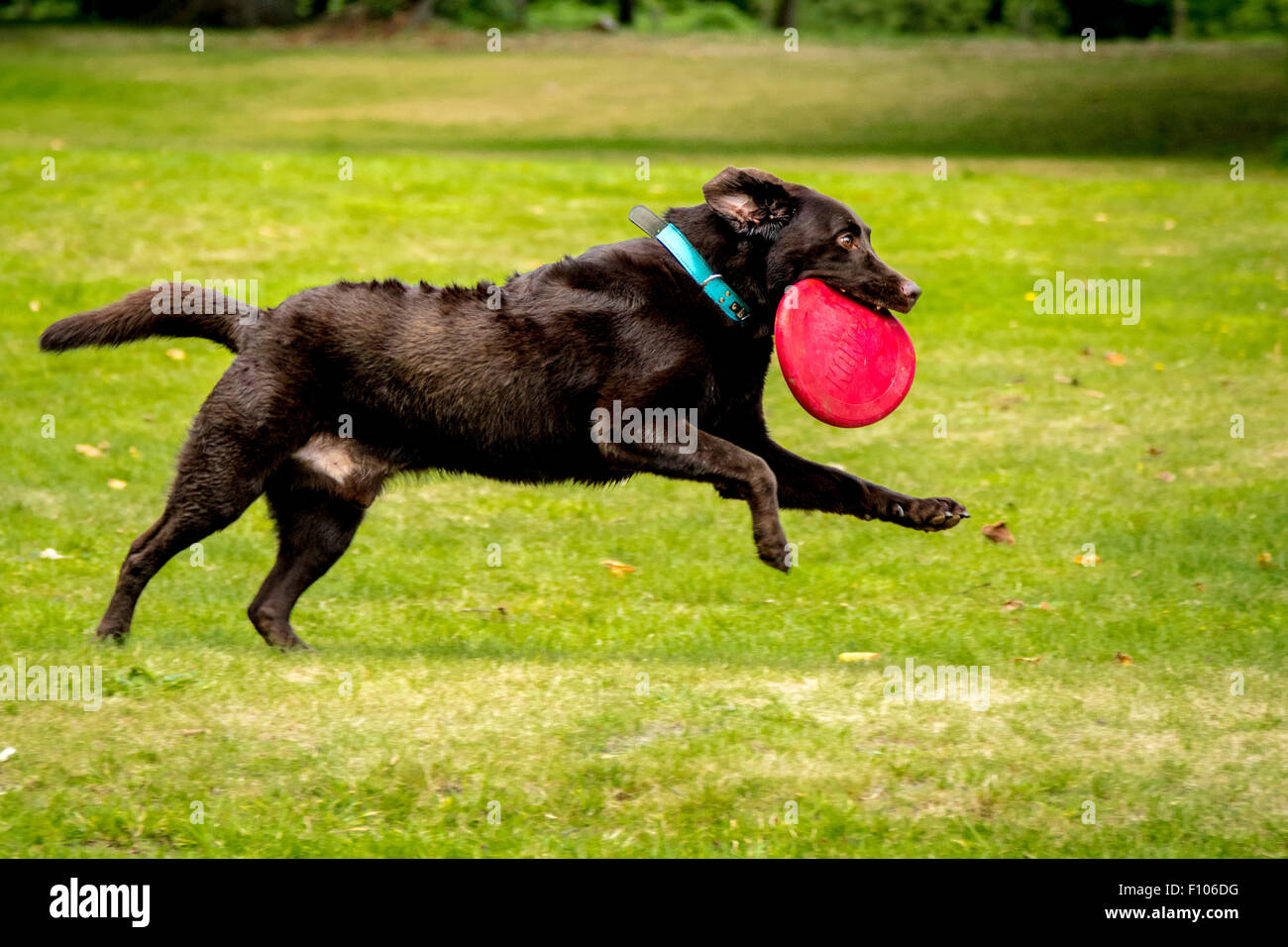 Chocolate Labrador läuft in einem Park mit einem Spielzeug Stockfoto