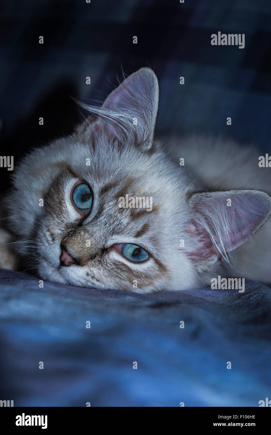 Ragdoll Katze Stockfoto