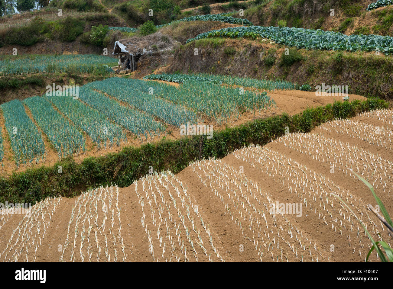 Gemüseanbau während der Trockenzeit im Dorf Sarongge, West-Java, Indonesien. Stockfoto