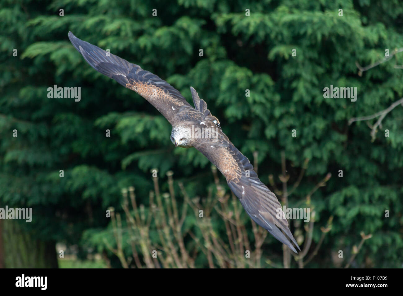 Einen britischen Mäusebussard im Flug. Stockfoto