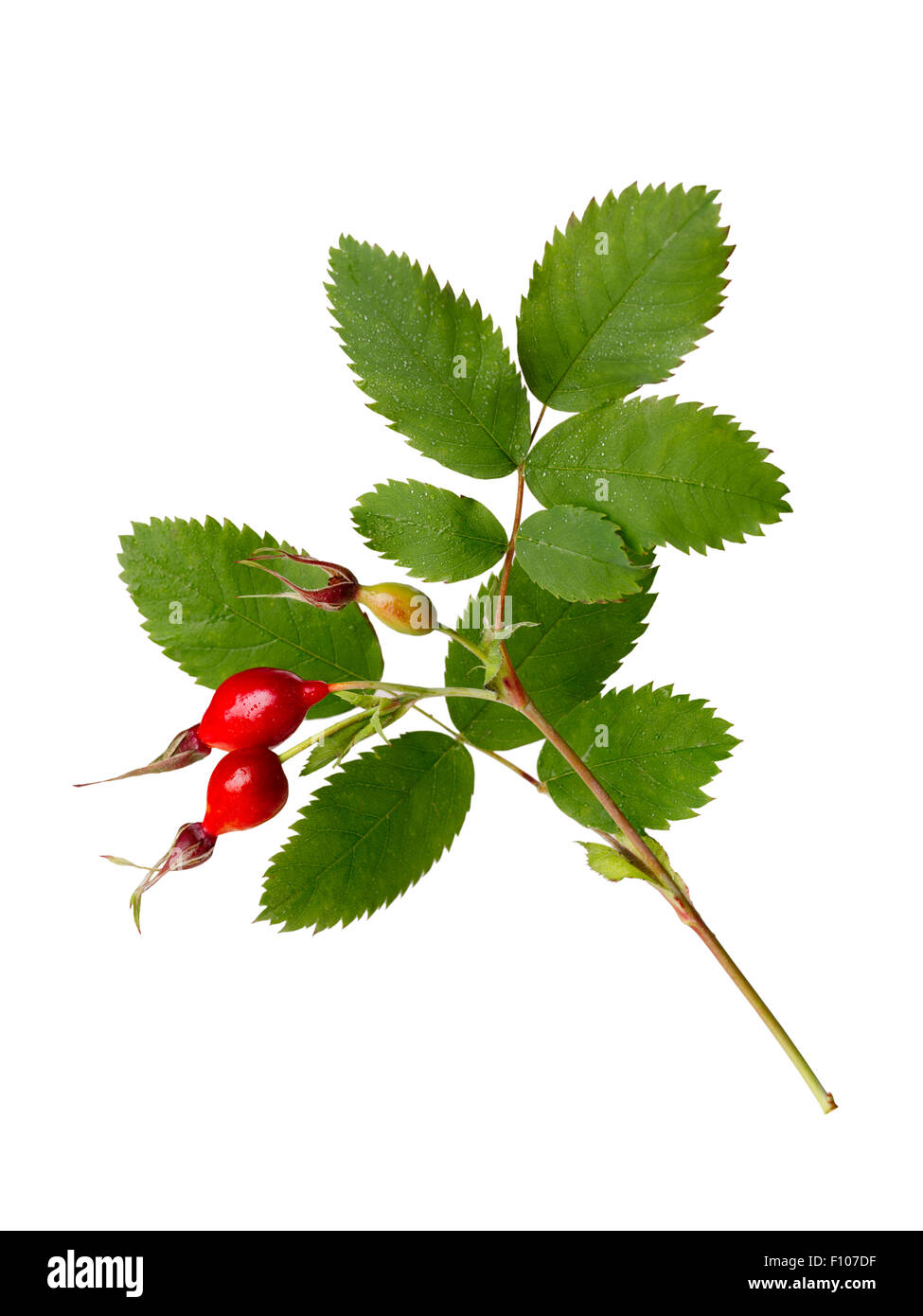 Hagebutte Zweig Mit Blattern Und Reif Huften Hundsrose Shipovnik Briar Stockfotografie Alamy