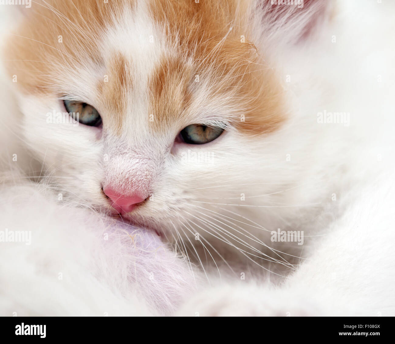 Katze Pflege neugeborenes Kätzchen Stockfoto