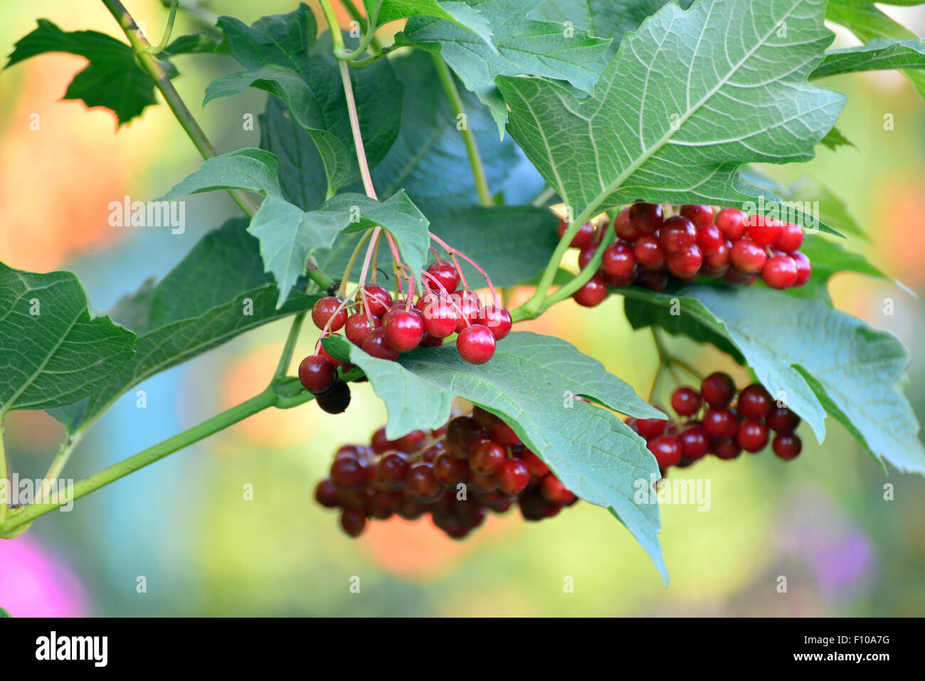 Große Gruppen von rot Viburnum hautnah Stockfoto