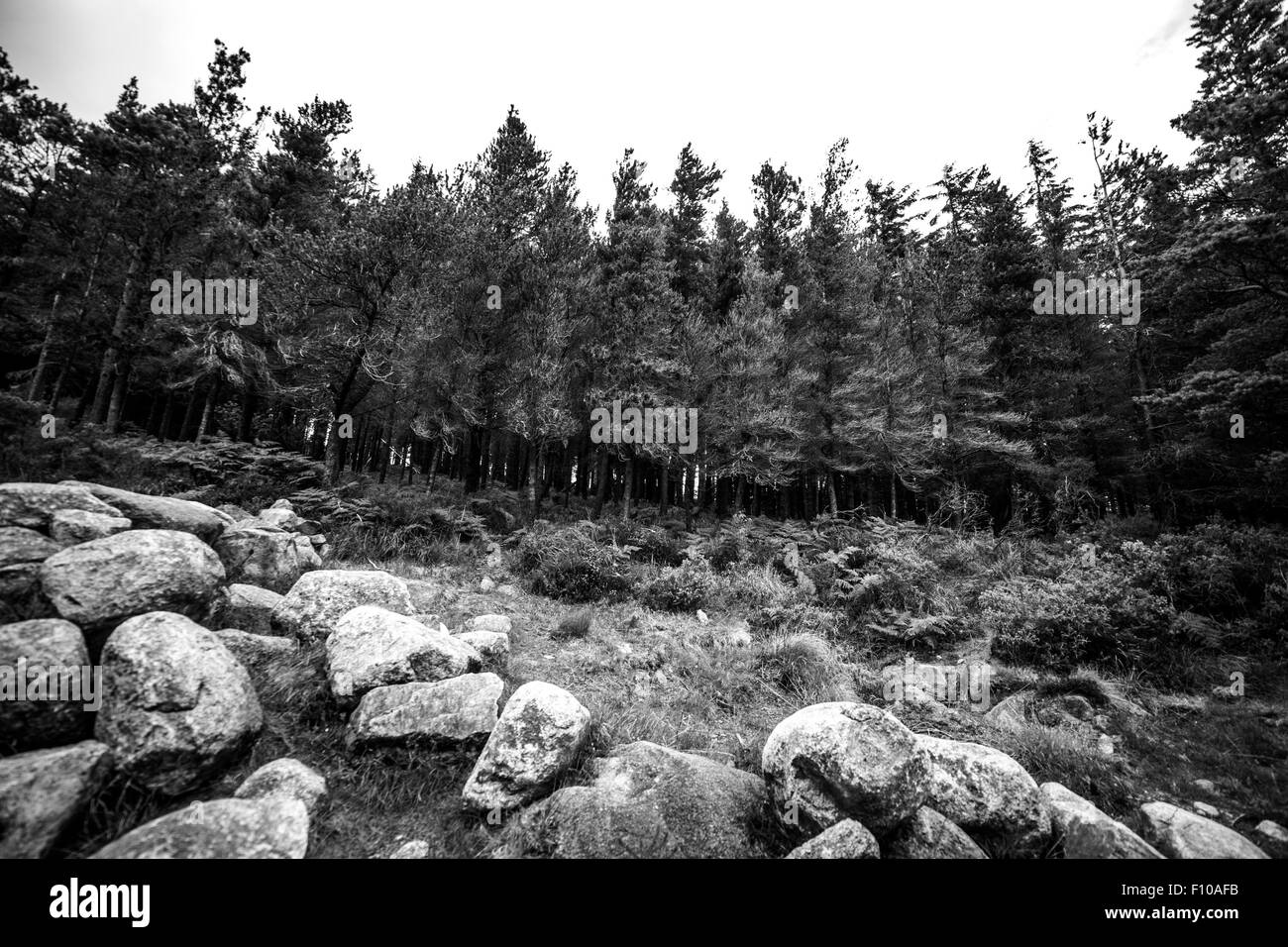 Donard Forest in den Mourne Mountains, County Down. Eine Mischung der Schotte und korsische Pinien. Stockfoto