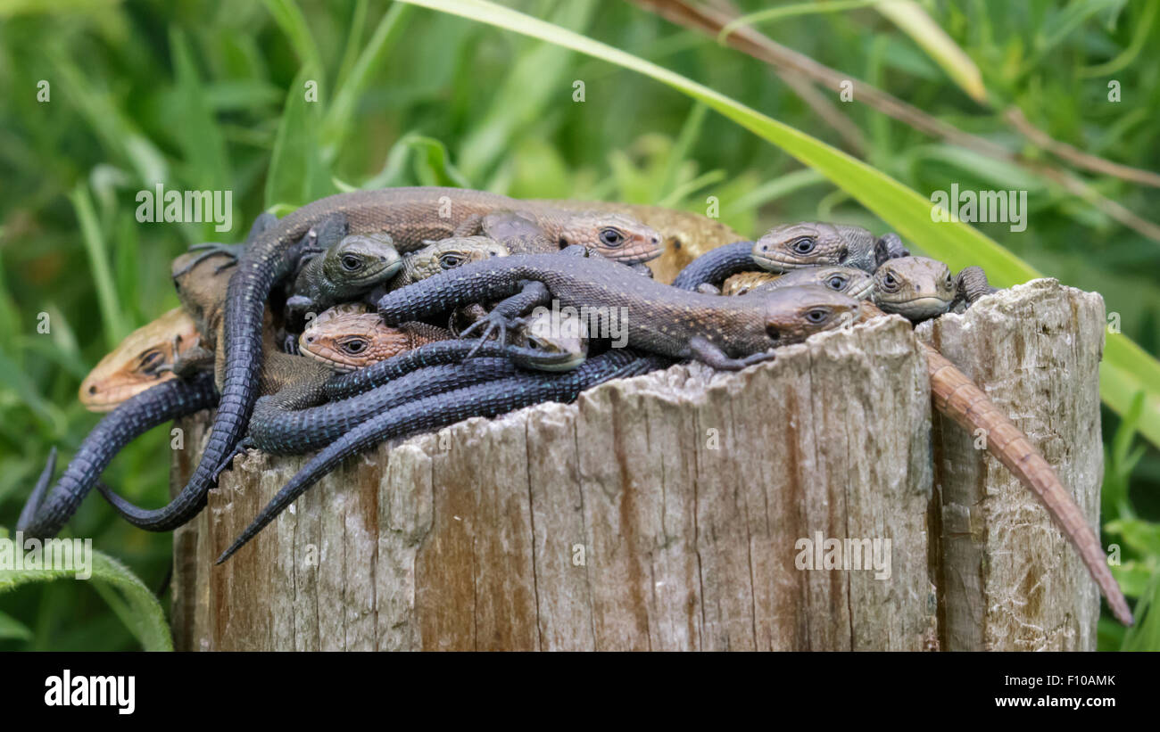 Gemeinsamen Eidechsen gebündelt auf einem Baumstamm für seine "Wärme. Stockfoto