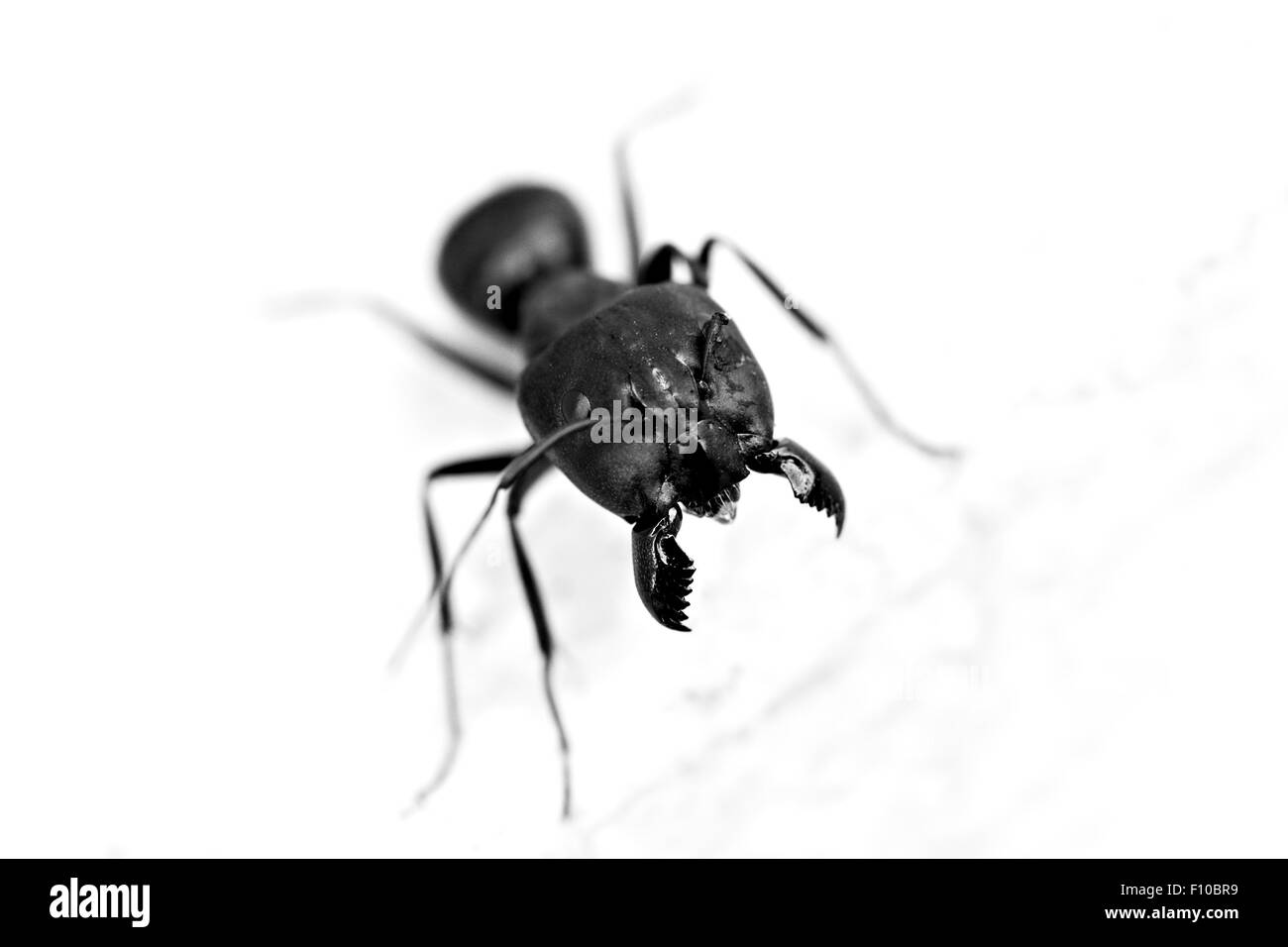 Aufnahme einer Rossameise (Camponotus spp.) oder Zucker Ant mit einem gebrochenen Antena hautnah Stockfoto