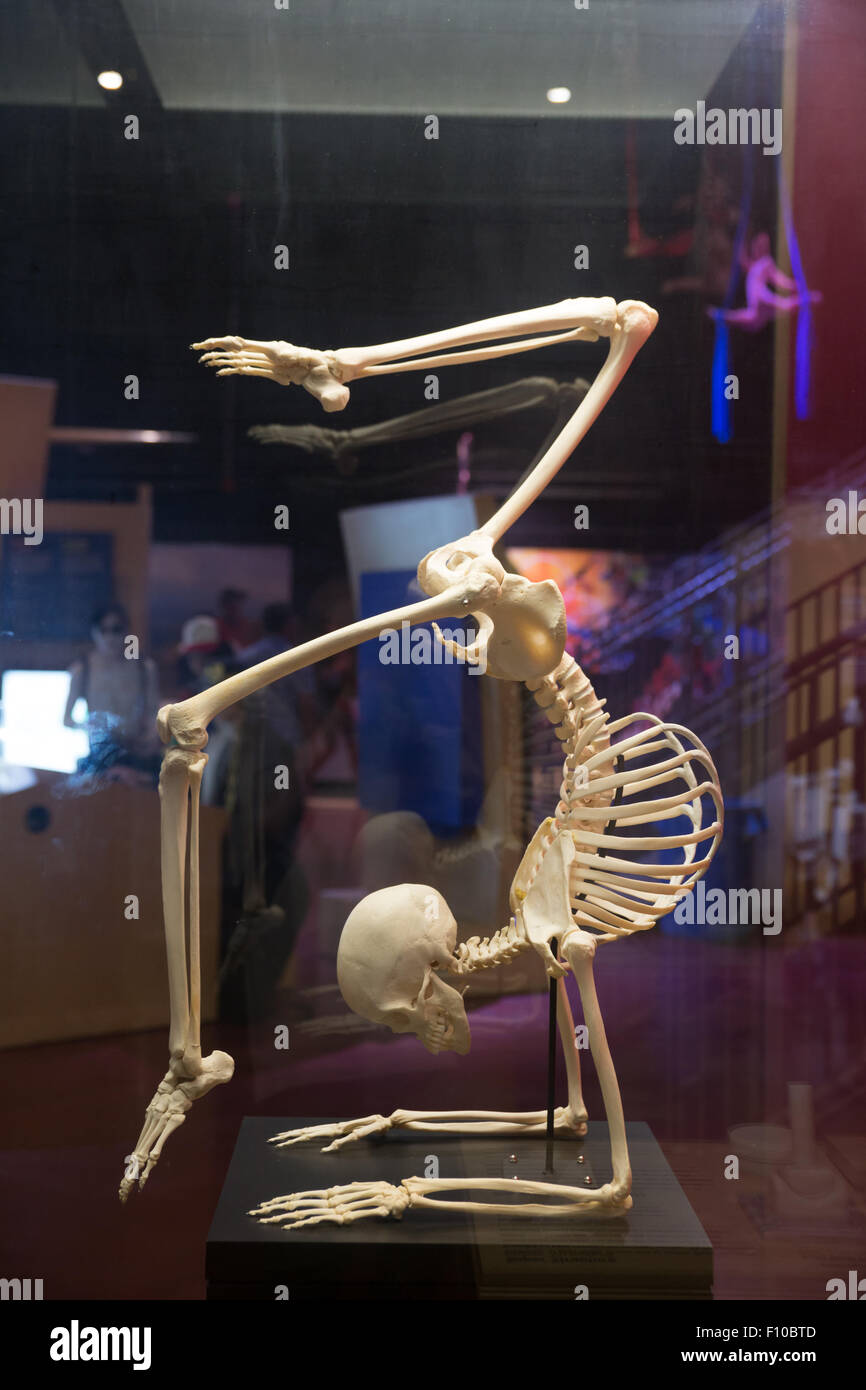 menschliches Skelett Modell Flexibilität Stockfoto