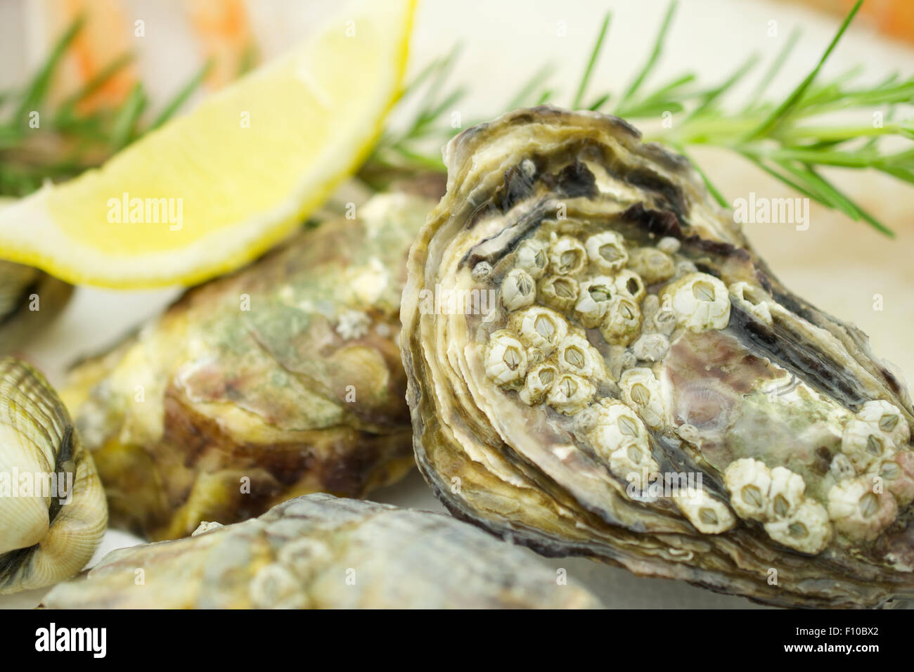 Geschlossene Austern mit Zitrone Stockfoto