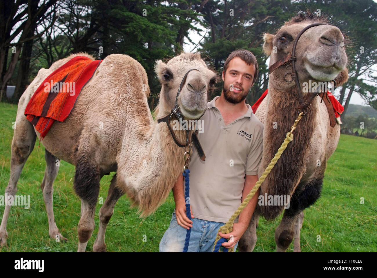 Cornwall Kamele, ein trekking Unternehmen im Besitz von David Oates in Helston, Cornwall, UK, Kamelreiten für die public.a UK bietet trek Stockfoto