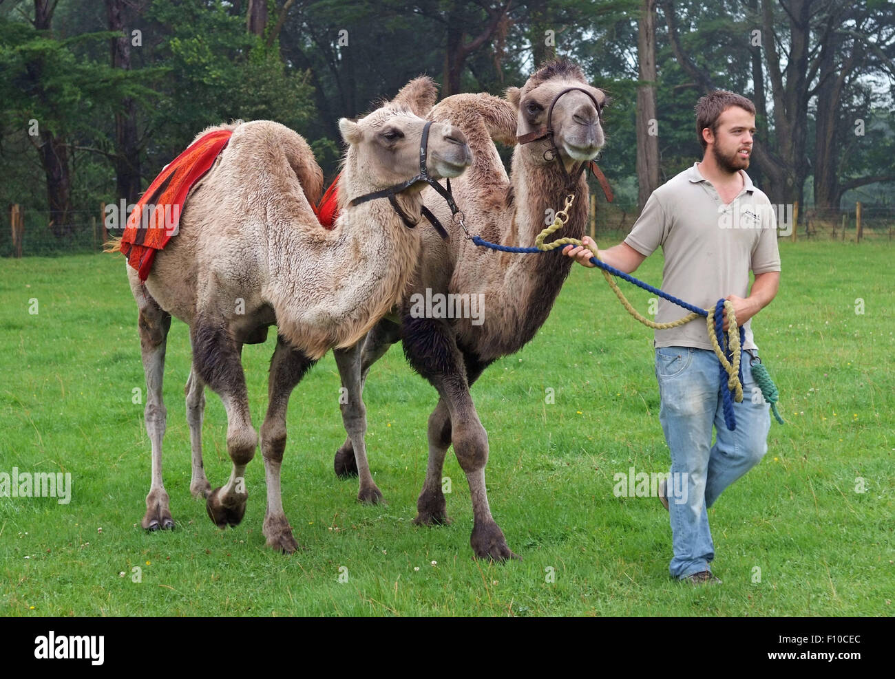 Cornwall Kamele, ein trekking Unternehmen im Besitz von David Oates in Helston, Cornwall, UK, Kamelreiten für die public.a UK bietet trek Stockfoto