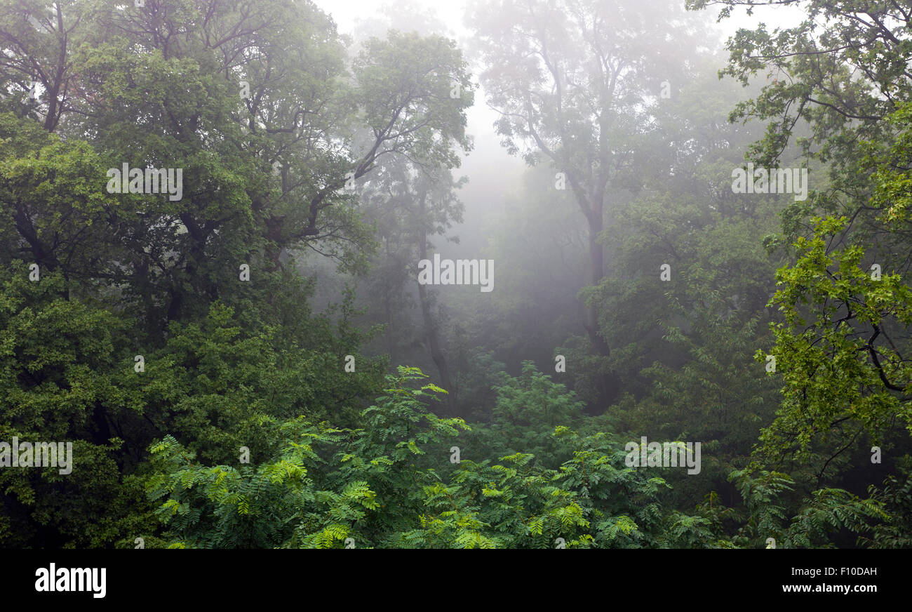Mystische Regenwald bedeckt im Nebel Stockfoto