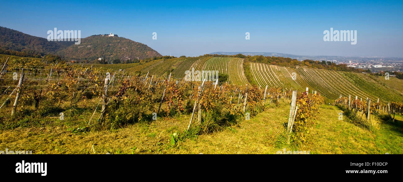 Blick auf den Leopoldsberg Kirche (links) und der Donau (Mitte) von einem Wiener Wein Hof im 19. Bezirk von Wien Stockfoto