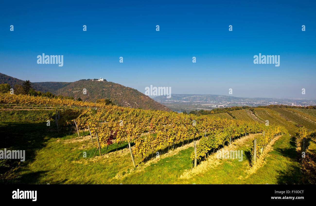 Blick auf den Leopoldsberg-Kirche und die Donau aus einem Wiener Weinberg Stockfoto