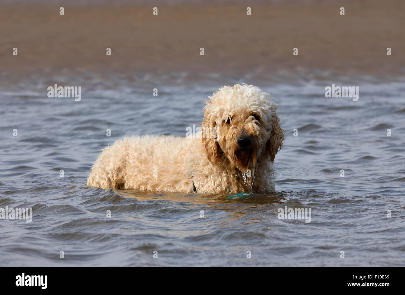 Labradoodle Hund stehen im Meer in Blackpool, Lancashire Stockfoto