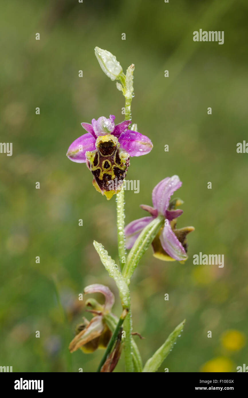 Späten Spider Orchid, lateinischen Namen Ophrys Fuciflora, rosa, lila, mit Wassertropfen auf ihre Blütenblätter, wächst in einer alpinen Wiese Stockfoto