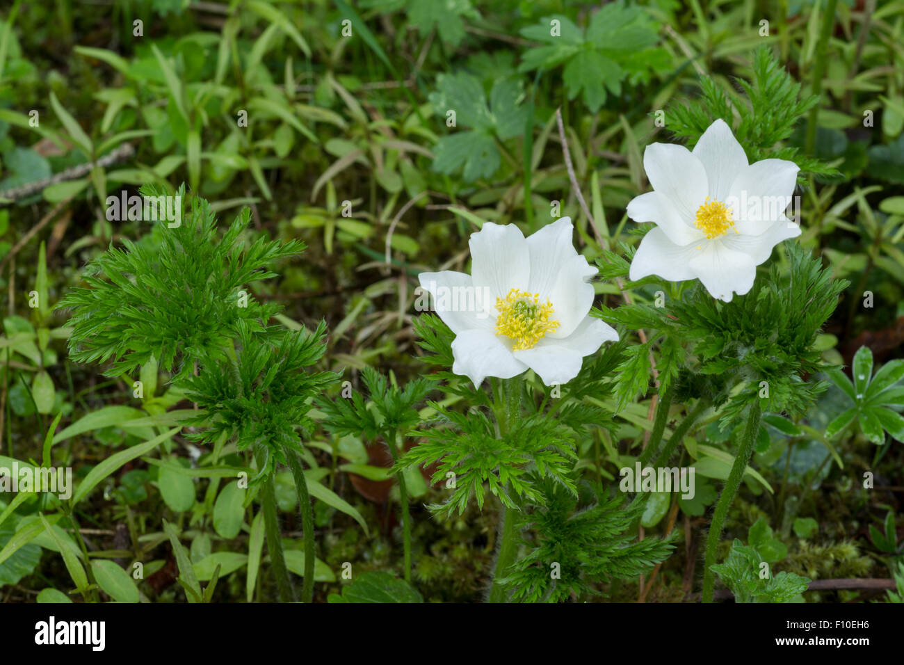 Alpine Küchenschelle oder alpine Anemone, lateinische Name Pulsatilla Alpina, weiße Blüten und grünen Blättern Stockfoto