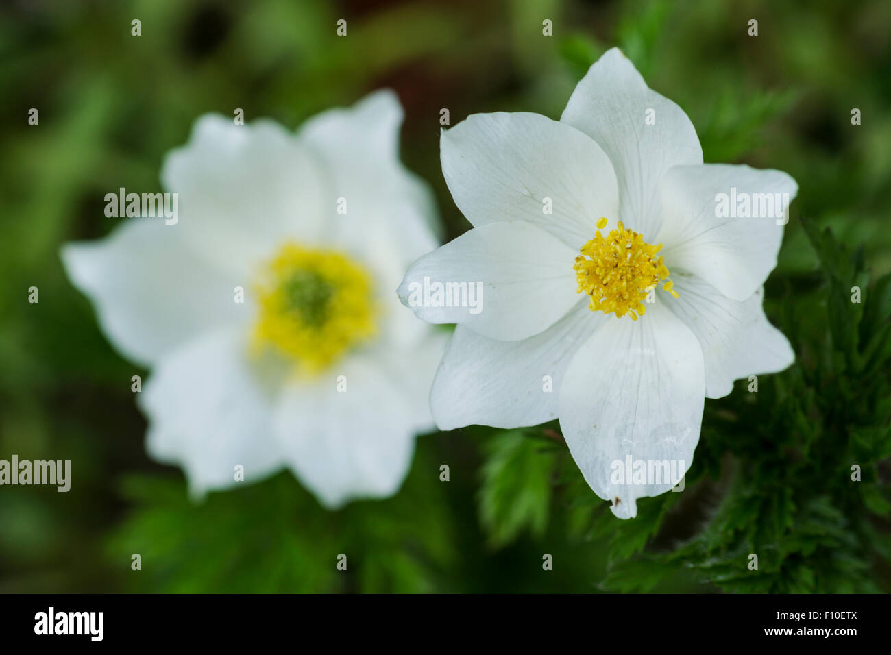 Alpine Küchenschelle oder alpine Anemone, lateinische Name Pulsatilla Alpina, weiße Blüten und grünen Blättern Stockfoto