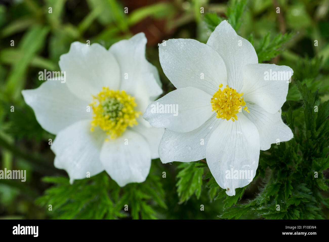 Alpine Küchenschelle oder alpine Anemone, lateinische Name Pulsatilla Alpina, weiße Blüten und grünen Blättern Stockfoto