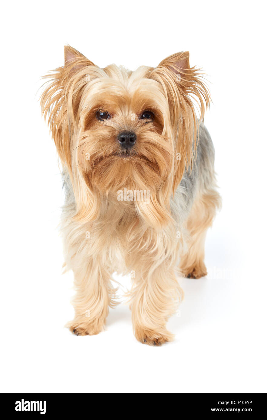 Inländische Yorkshire-Terrier mit goldenen Haaren steht auf weißen Hintergrund isoliert Stockfoto