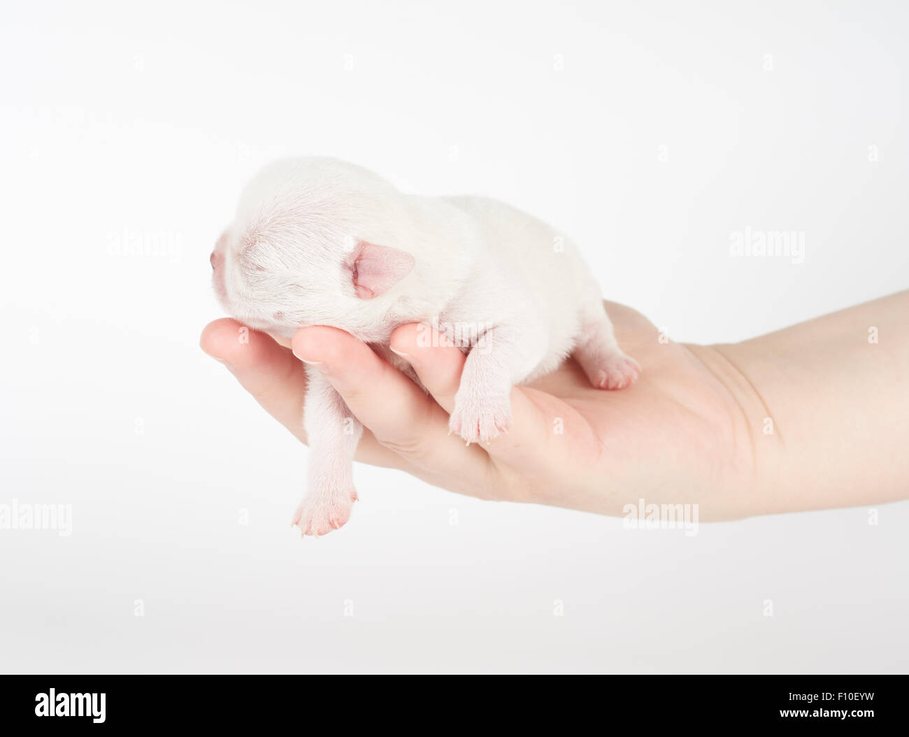 Kleinen neugeborenen Welpen Chihuahua schläft auf zarte Frauenhand Stockfoto