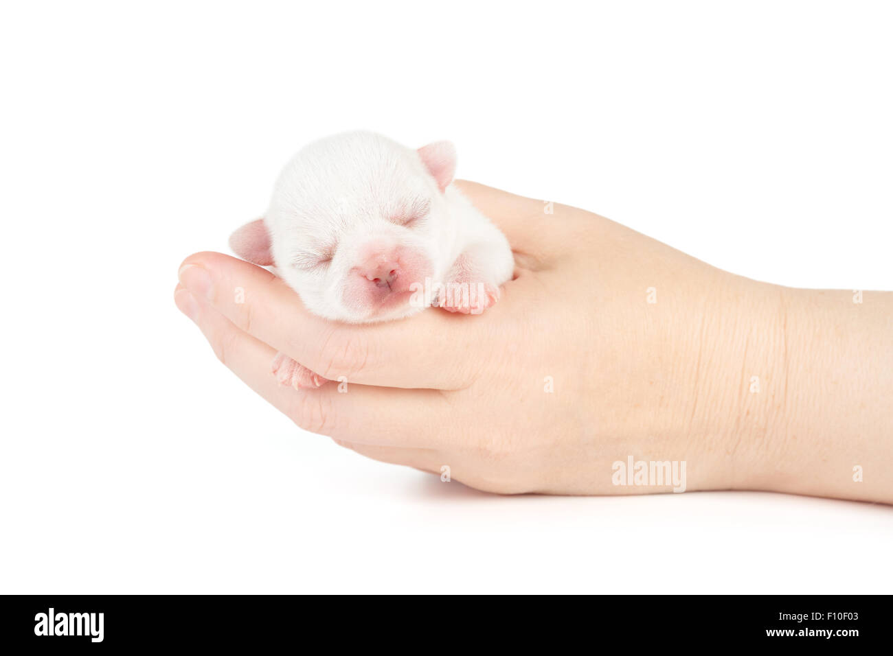 Frau hält neugeborenen Welpen Chihuahua über weiß Stockfoto