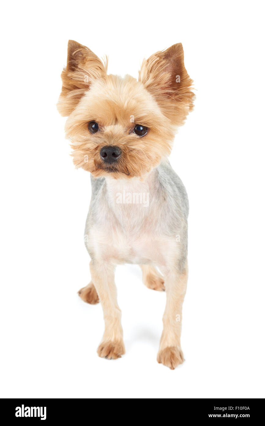 Yorkshire Terrier mit kurzen Haarschnitt steht im Studio auf weißem Hintergrund Stockfoto