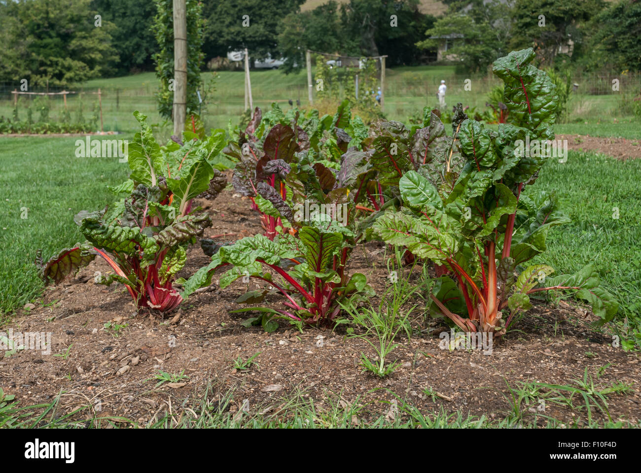 Mangold Im Garten Stockfotos und bilder Kaufen Alamy
