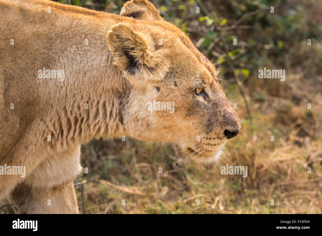 Großen fünf afrikanische Safari-Ziel: Löwin, Panthera Leo, Kopf close-up, Okavango Delta, Nord-Botswana, Südafrika Stockfoto
