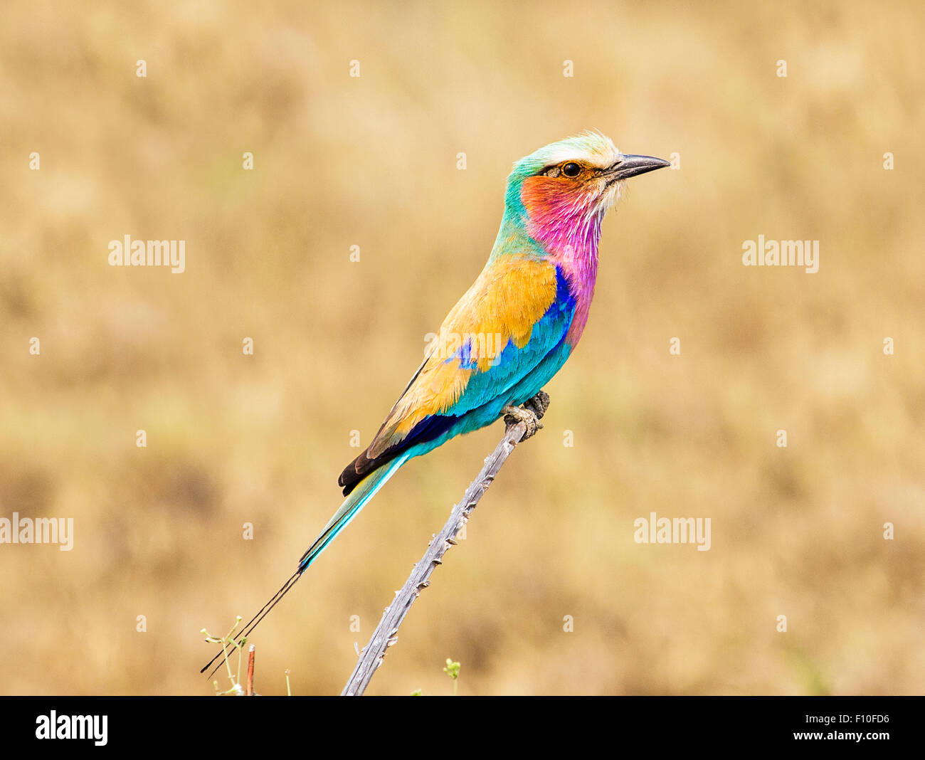 Lilac breasted Roller, Coracias Caudatus, hocken auf einen Zweig, Okavango Delta, Norden Botswana, Südafrika Stockfoto