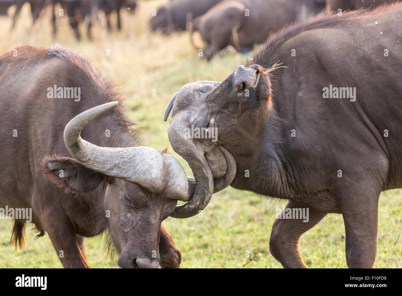 Kaffernbüffel, Syncerus Caffer, Hörner verriegelt im Kampf kämpfen, Fugenhobeln Augen, Okavango Delta, Nord-Botswana, Südafrika Stockfoto