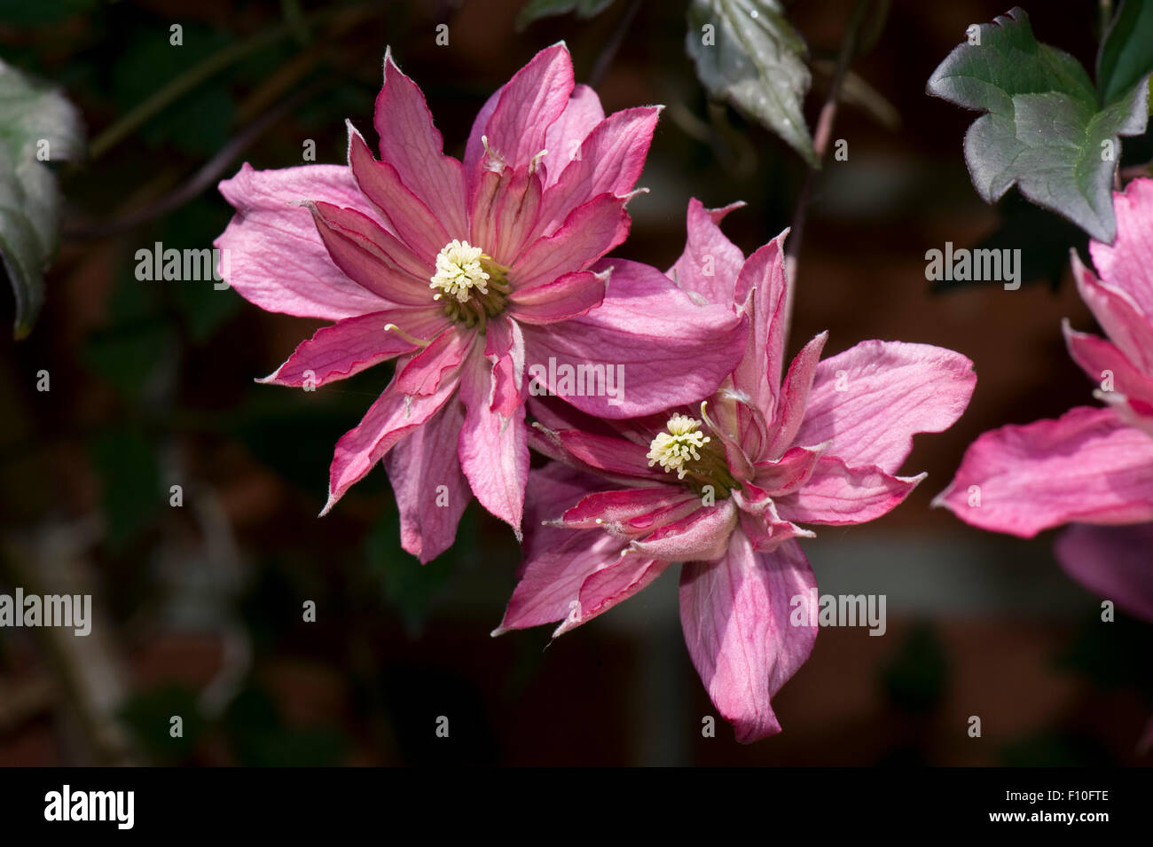 Pink anemone clematis clematis montana Fotos und Bildmaterial in