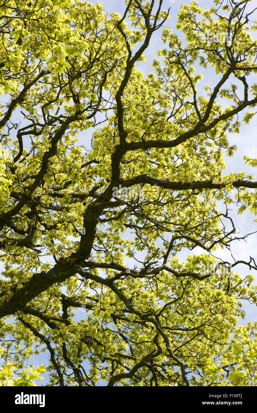 Junge saure grüne Frühling Laub auf einen gemeinsamen Eiche, Quercusa Rubur, Silouetted mit dunklen Zweigen vor blauem Himmel, Berkshir Stockfoto