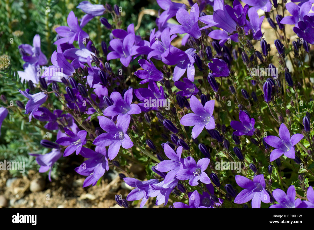 Wand oder Dalmatiner Glockenblume, Campanula Portenschlagiana, blau Steingarten Blume, Berkshire, Juni Stockfoto