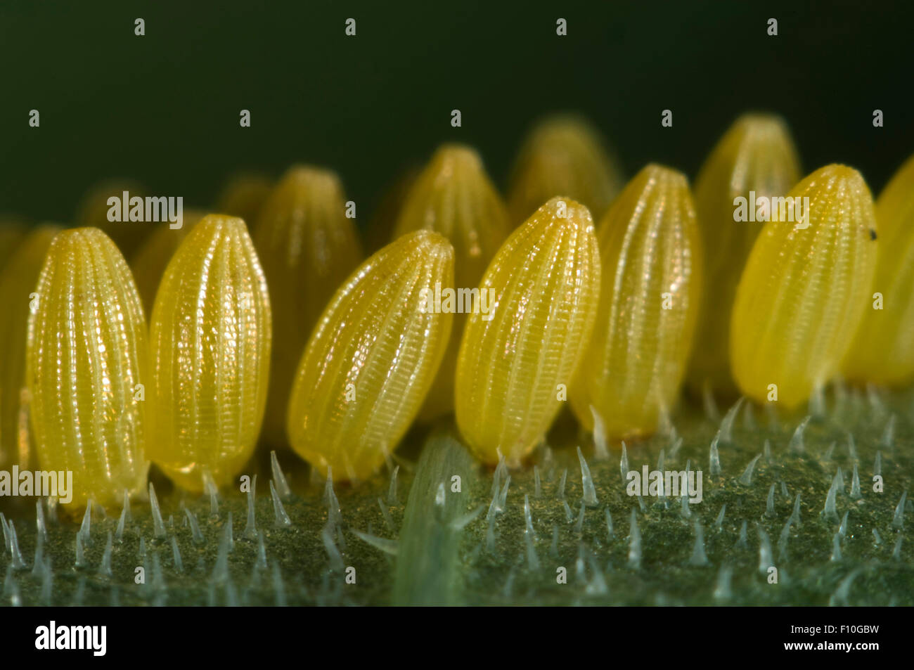 Große oder Kohl weiß Schmetterling, Pieris Brassicae, Eiablage auf der Unterseite Blattoberfläche von einer Kapuzinerkresse, Tropaeolum majus Stockfoto