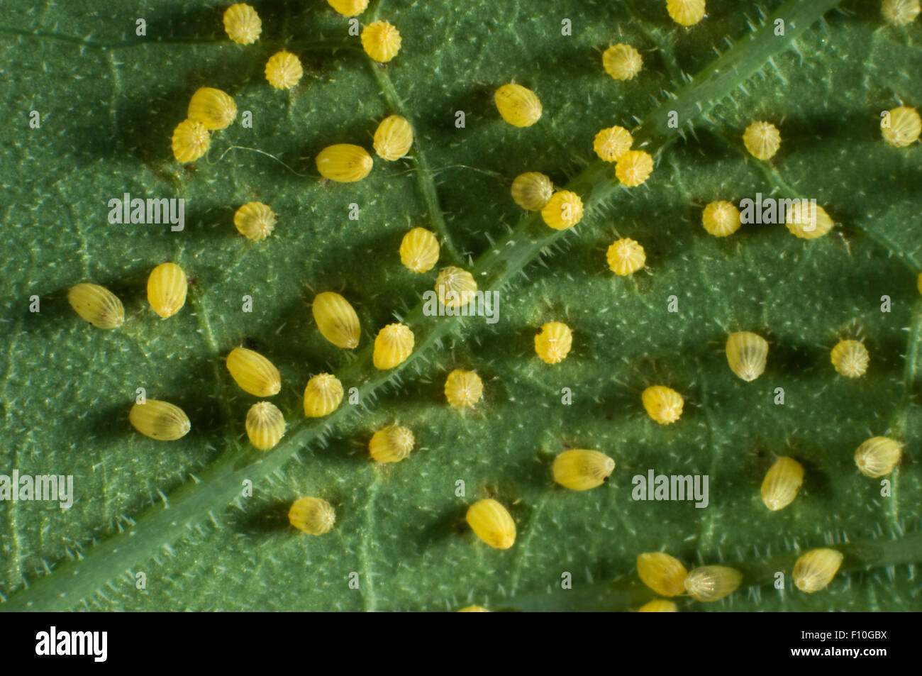 Große oder Kohl weißen Schmetterling, Pieris Brassicae, Eiablage auf der Unterseite eines Nastutium Blattes in ungewöhnliche individuelle Muster Stockfoto