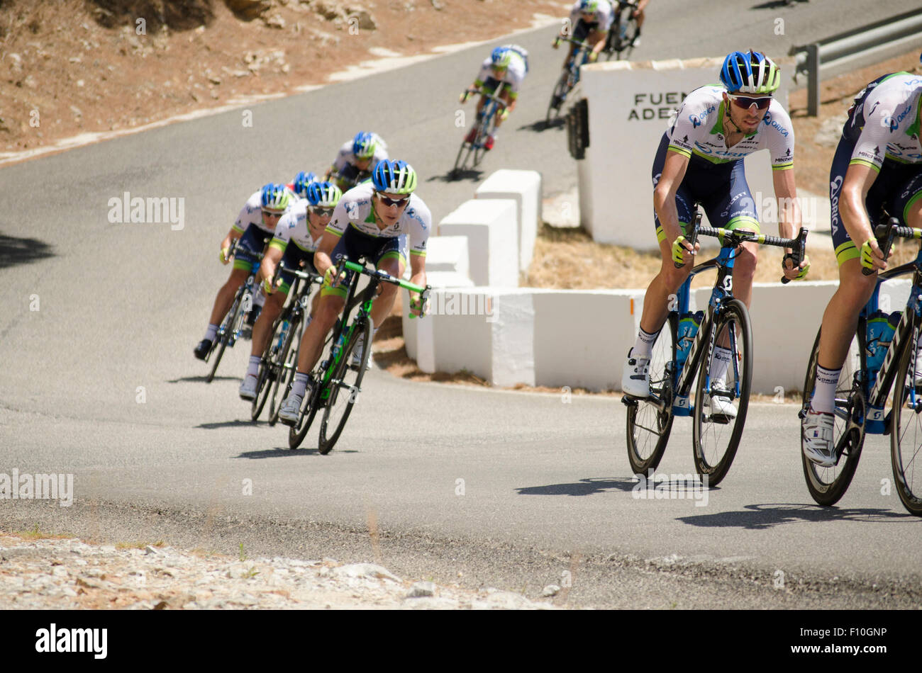 Spanien. 24. August 2015. Orica Greenedge-Team in Aktion. Stufe 3; von Mijas nach Malaga; 158 km Spanien. Bildnachweis: Perry van Munster/Alamy Live News Stockfoto