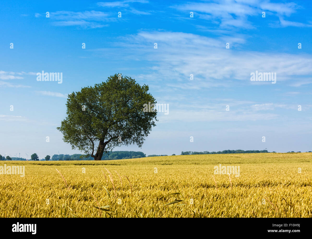 Einzelne Eiche im Sommer Weizenfeld auf Krautsand island Stockfoto