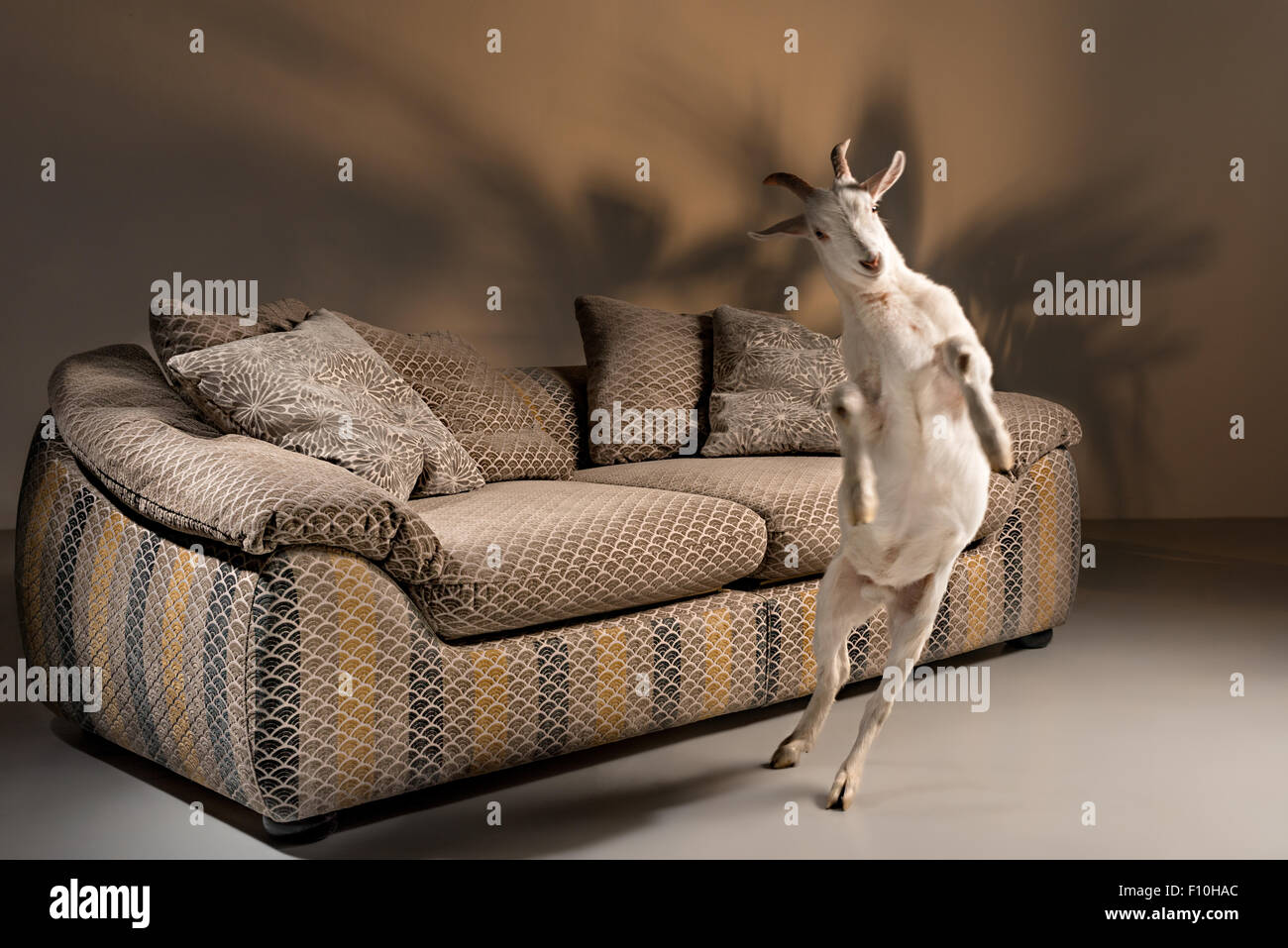 Ein großen braunen Sofa aus der Gans down mit Kissen auf einem dunklen Hintergrund mit Schatten in Form einer Pflanze mit einer weissen Ziege springen Stockfoto