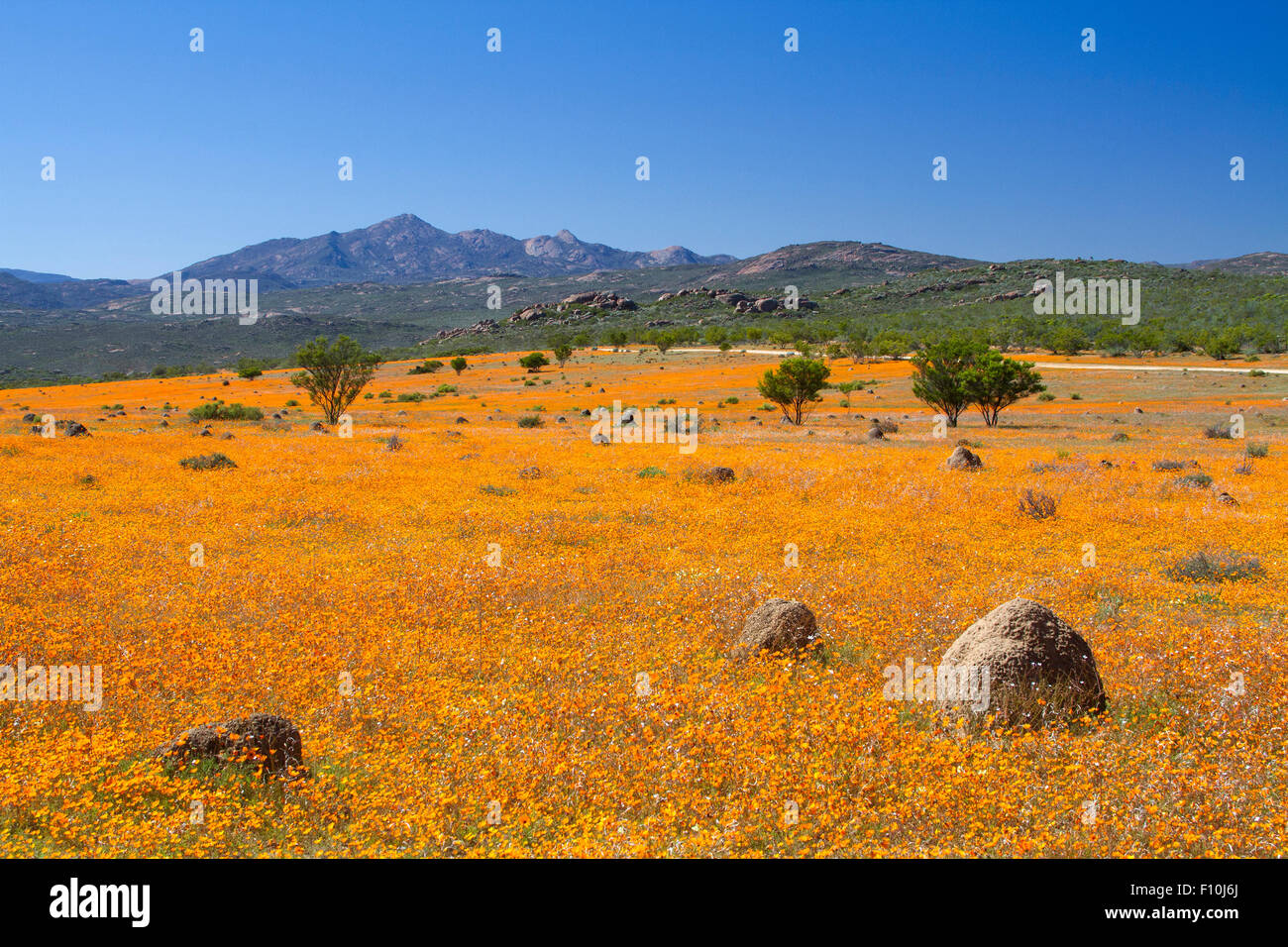 Malerische Schuss von Frühlingsblumen im West Coast National Park, Western Cape, Südafrika. Stockfoto