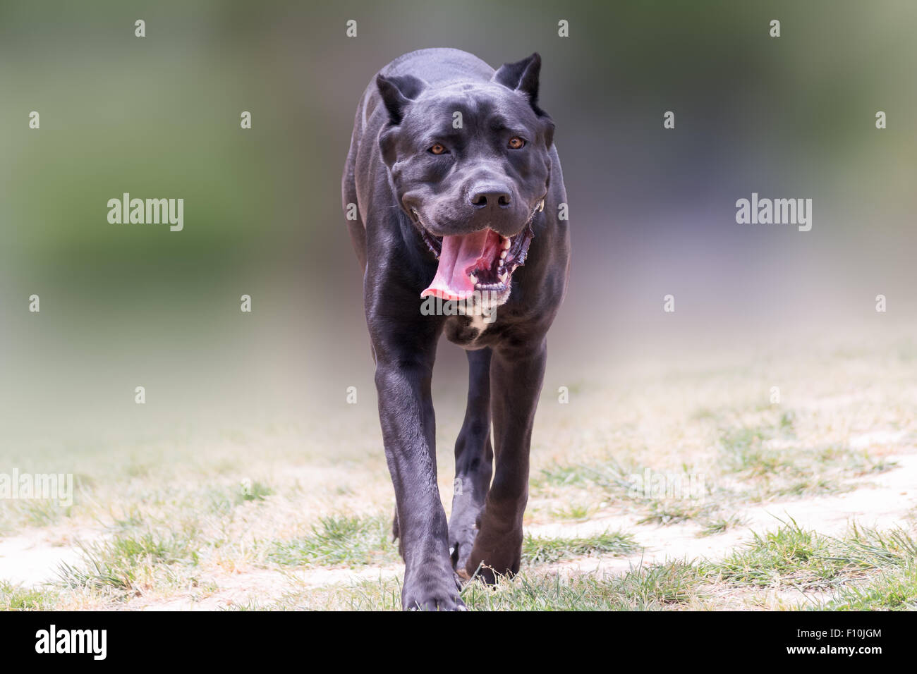 Cane Corso italienische Rasse zu Fuß. Stockfoto