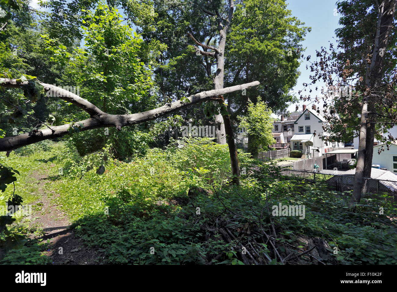 Umgestürzten Baum Yonkers New York Stockfoto
