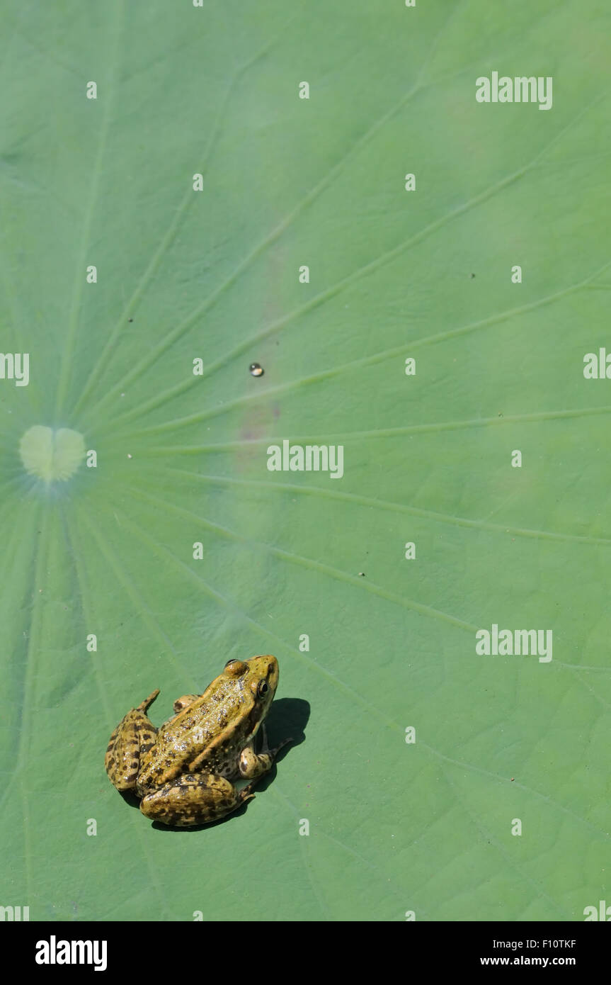Grüner Frosch auf Lotusblatt Stockfoto