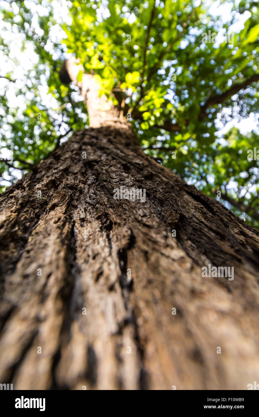 Baum / Stamm Textur mit sehr geringen Schärfentiefe Stockfoto