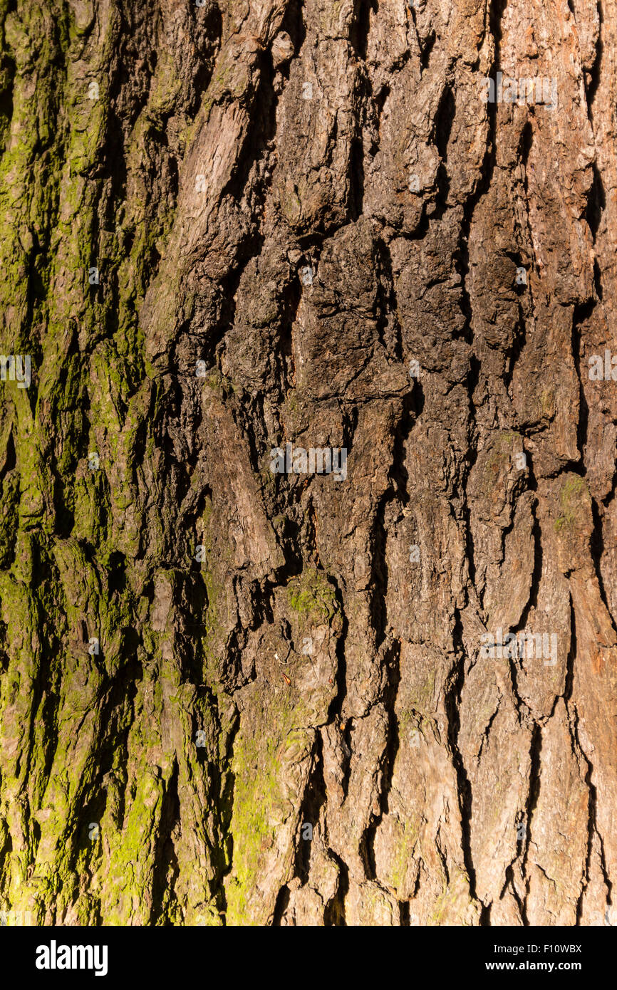 Baum / Stamm Textur mit sehr geringen Schärfentiefe Stockfoto