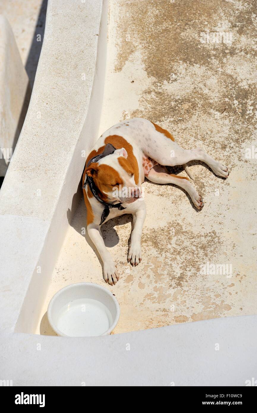 Ein Hund, Faulenzen in der heißen Sonne mit einer Schüssel Wasser Stockfoto