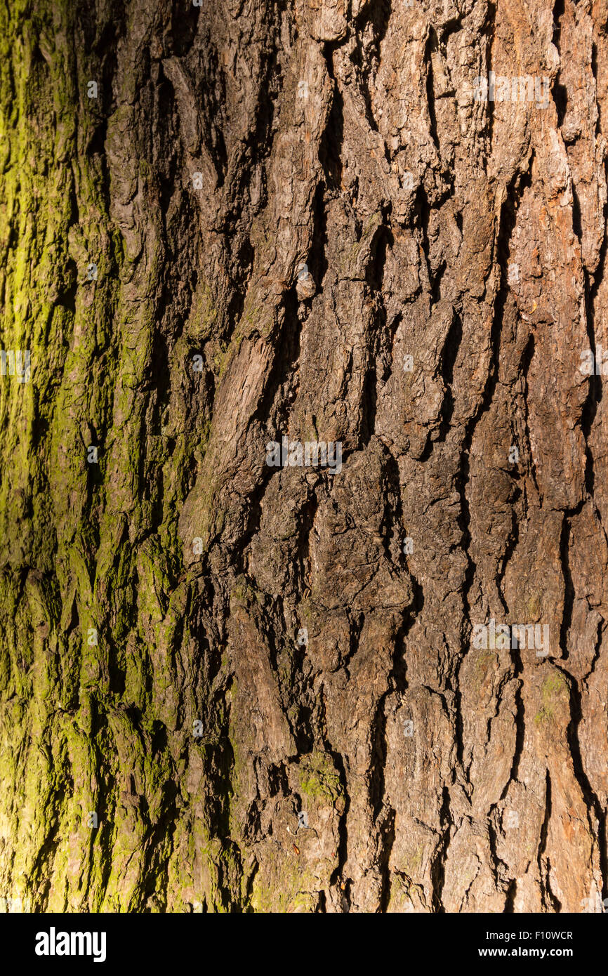 Baum / Stamm Textur mit sehr geringen Schärfentiefe Stockfoto