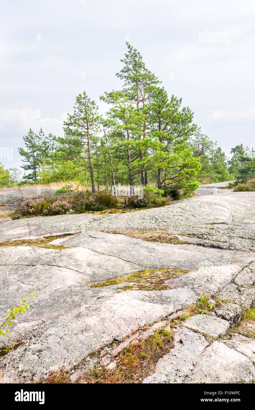 Mehreren grünen Kiefern wachsen auf einer felsigen Landschaft im Sommer Stockfoto